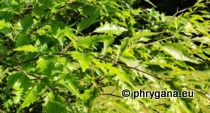 Fagus sylvatica L., 1753 cv 'Aspleniifolia'