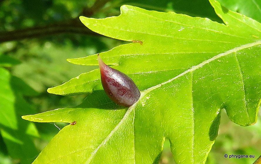 Fagus sylvatica   'Aspleniifolia'   