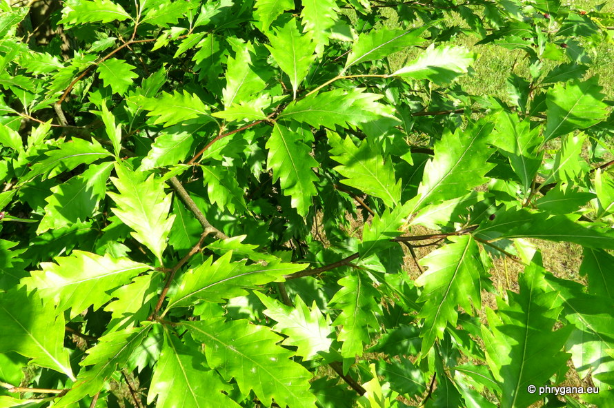 Fagus sylvatica  'Aspleniifolia'   