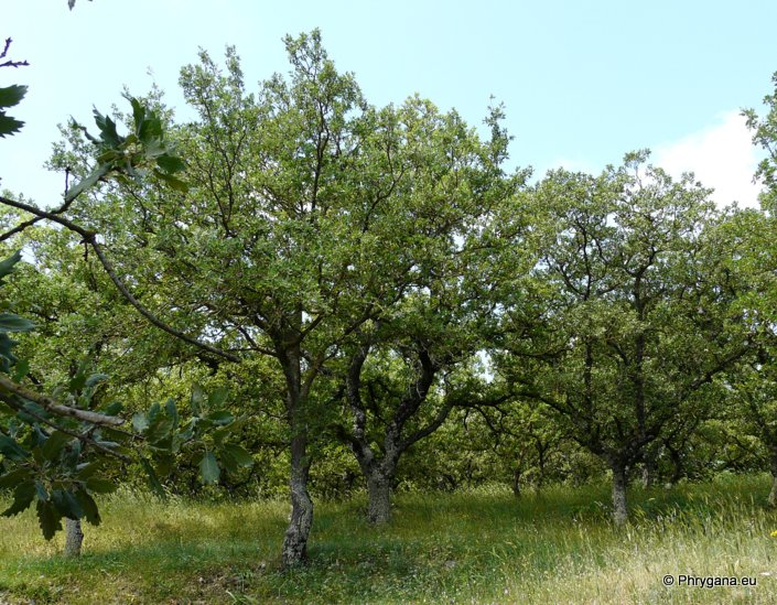 Quercus ithaburensis   subsp. <em>macrolepis</em> (Kotschy) Hedge & Yalt., 1981  