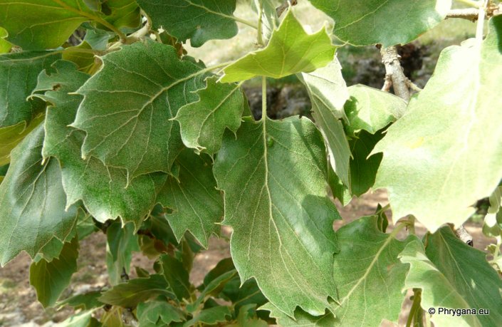 Quercus ithaburensis  subsp. <em>macrolepis</em> (Kotschy) Hedge & Yalt., 1981  