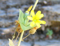 Blackstonia perfoliata (L.) HUDS. subsp. intermedia (TEN.) ZELTNER