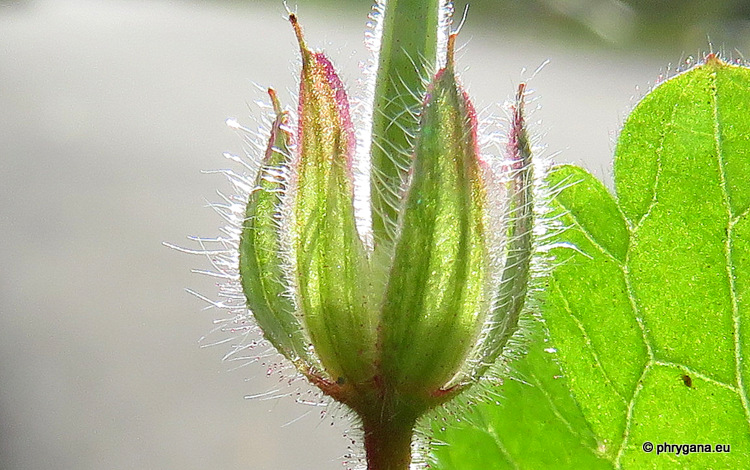 Geranium molle   L., 1753    