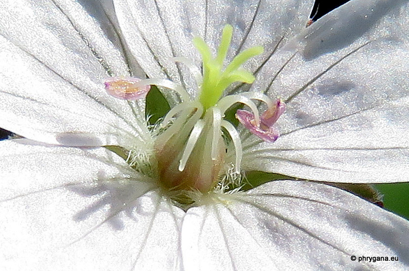 Geranium pyrenaicum   Burm.f., 1759   