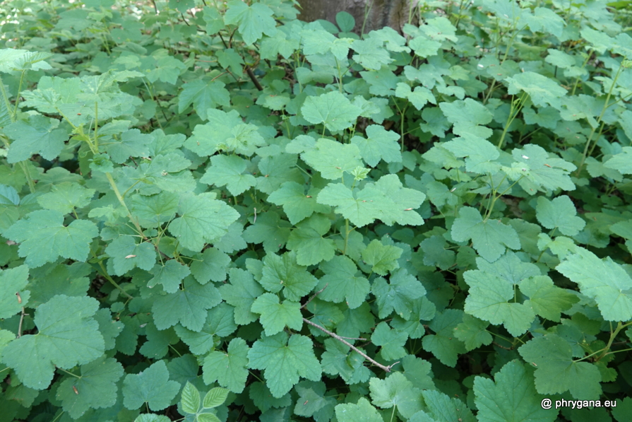 Castanea sativa Mill., 1768    