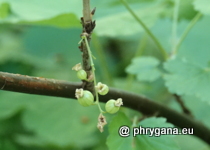 Grossulariaceae - Ribes rubrum L., 1753