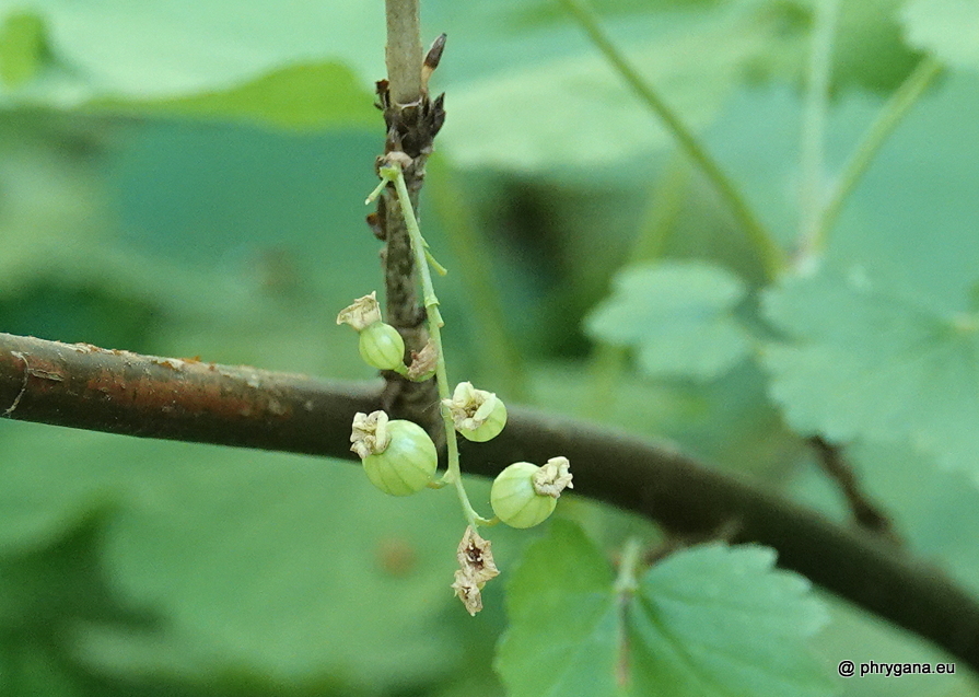 Castanea sativa Mill., 1768   
