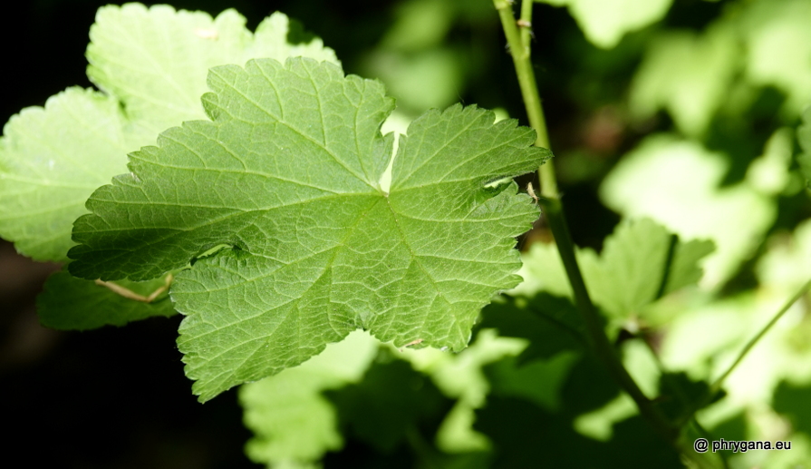 Castanea sativa Mill., 1768    