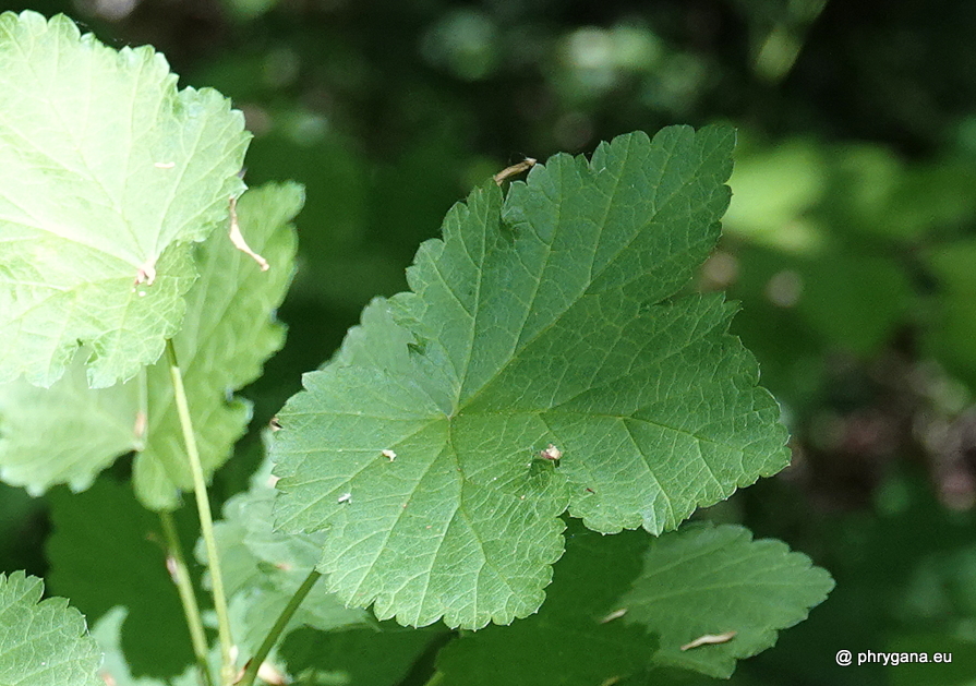 Castanea sativa Mill., 1768    