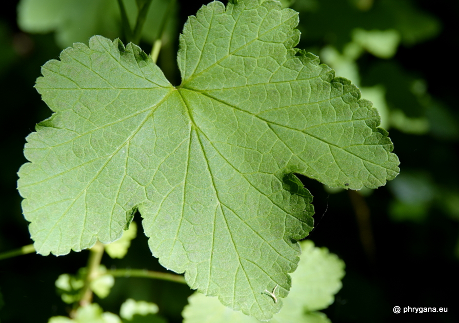 Castanea sativa Mill., 1768    