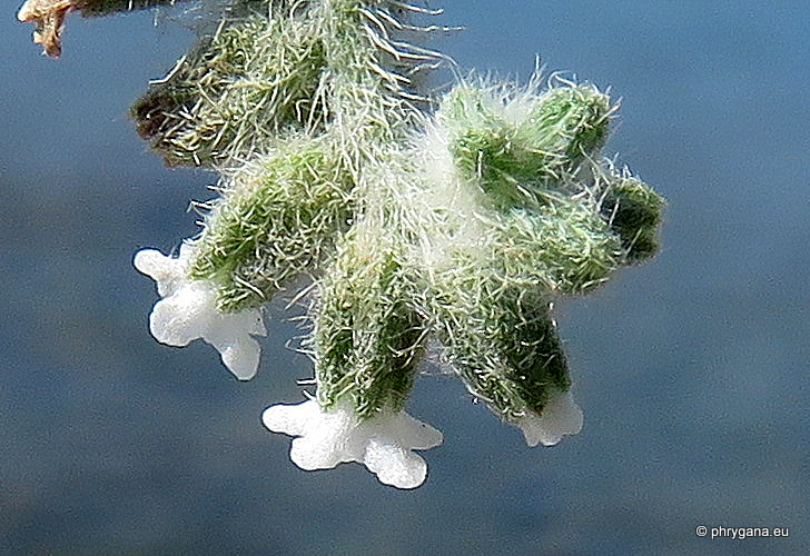 Heliotropium supinum   L., 1753   