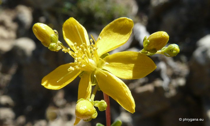 Hypericum empetrifolium Willd., 1802    