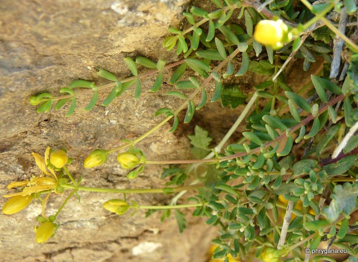 Hypericum empetrifolium Willd., 1802    