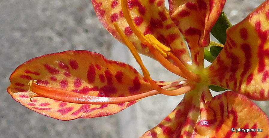 Iris domestica  (L.) Goldblatt & Mabb., 2005   