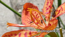 Iridaceae - Iris domestica (L.) Goldblatt & Mabb., 2005