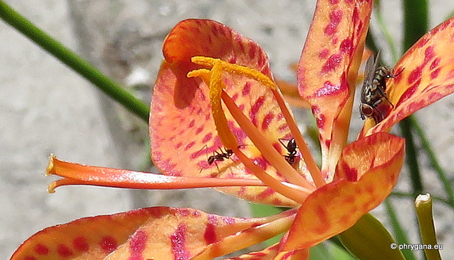 Iris domestica  (L.) Goldblatt & Mabb., 2005   