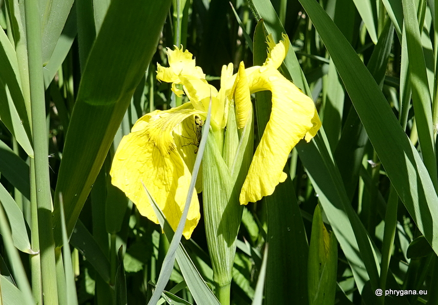 Iris pseudacorus  L., 1753   