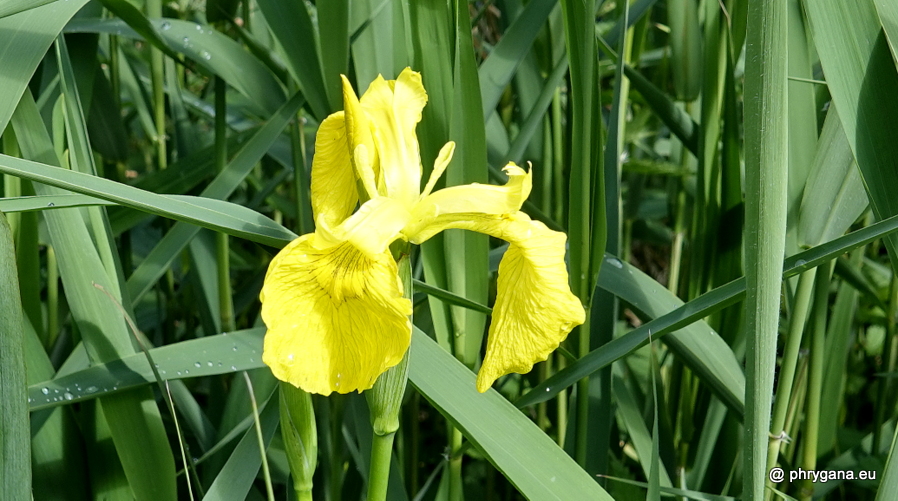 Iris pseudacorus  L., 1753  