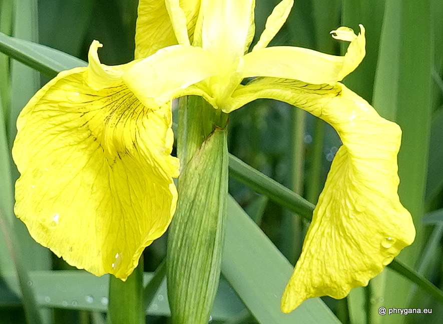 Iris pseudacorus  L., 1753   