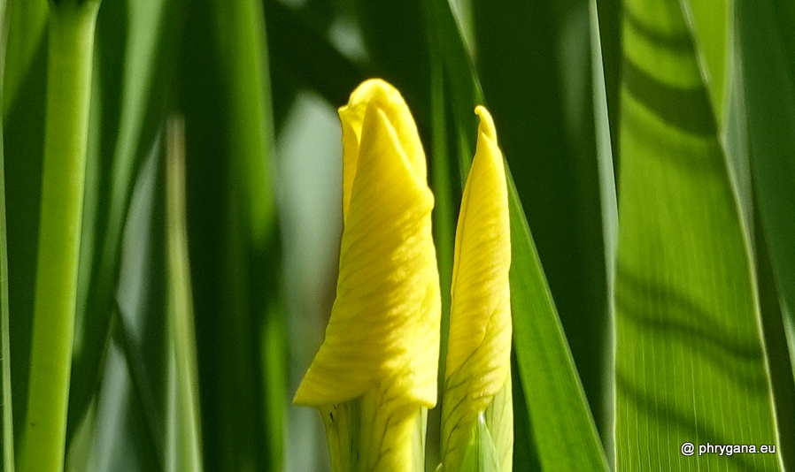 Iris pseudacorus  L., 1753   