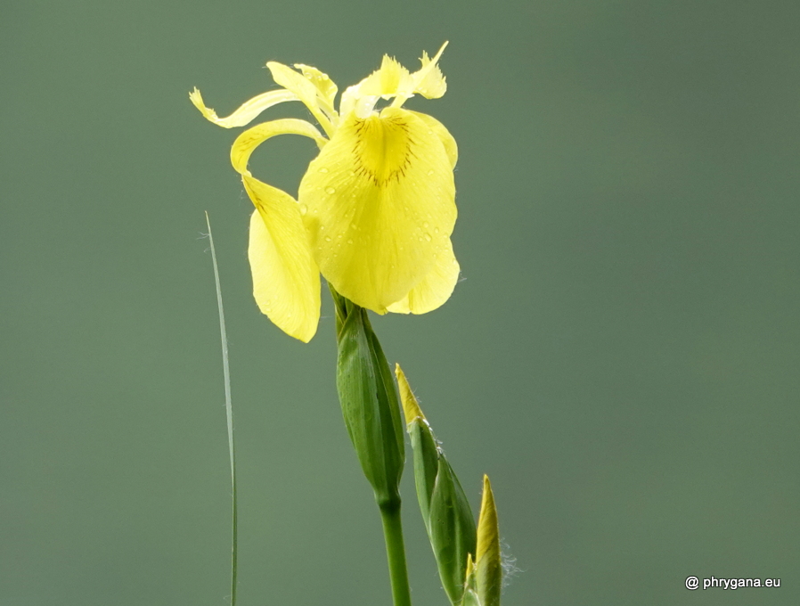 Iris pseudacorus  L., 1753   