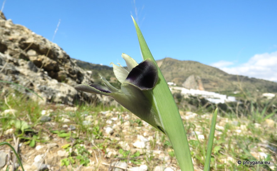 Iris tuberosa  L., 1753   