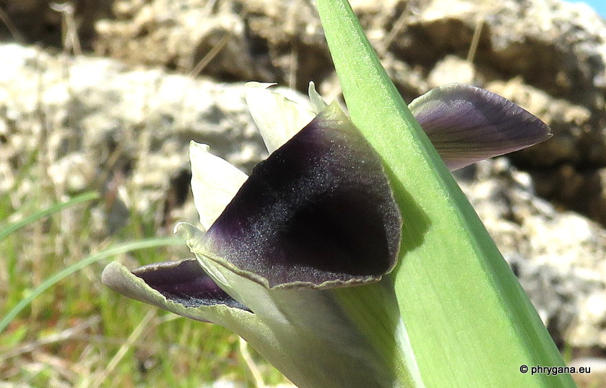 Iris tuberosa  L., 1753  