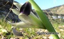 Iridaceae - Iris tuberosa L., 1753