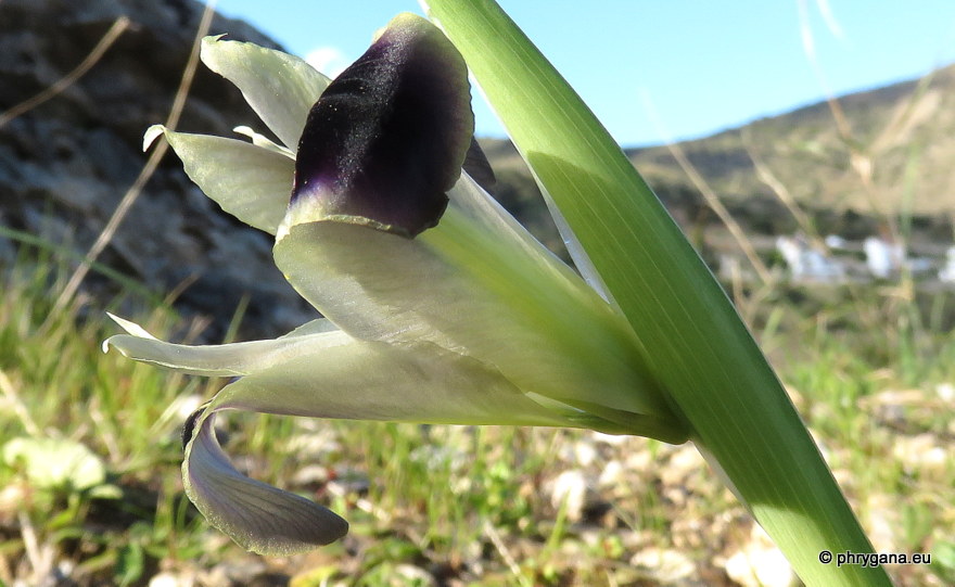Iris tuberosa  L., 1753   