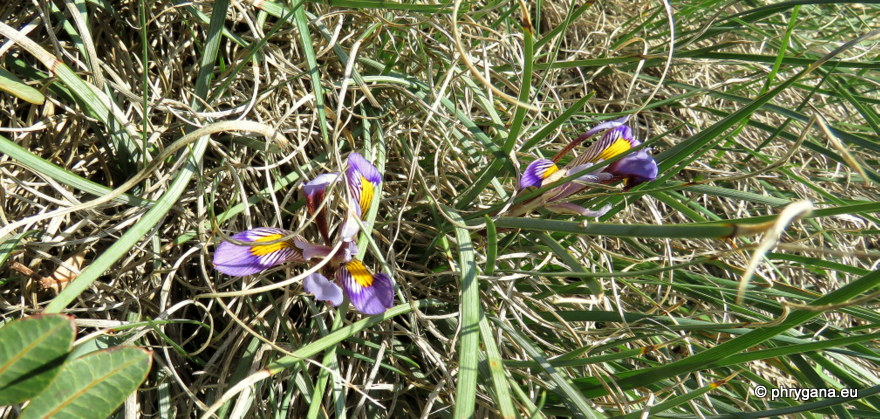 Iris unguicularis   subsp. <em>cretensis</em> (Janka) A.P.Davis & Jury, 1990 