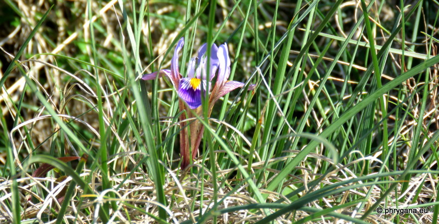 Iris unguicularis  subsp. <em>cretensis</em> (Janka) A.P.Davis & Jury, 1990 