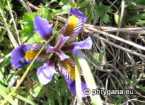 Iris unguicularis subsp. cretensis (Janka) A.P.Davis & Jury, 1990