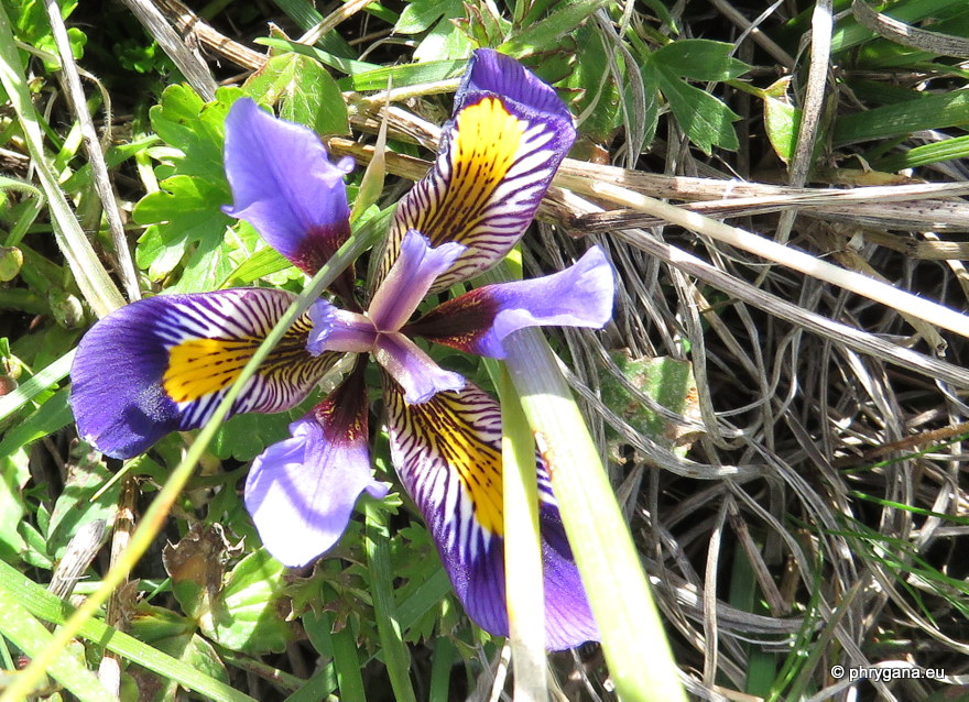 Iris unguicularis   
subsp. <em>cretensis</em> (Janka) A.P.Davis & Jury, 1990 