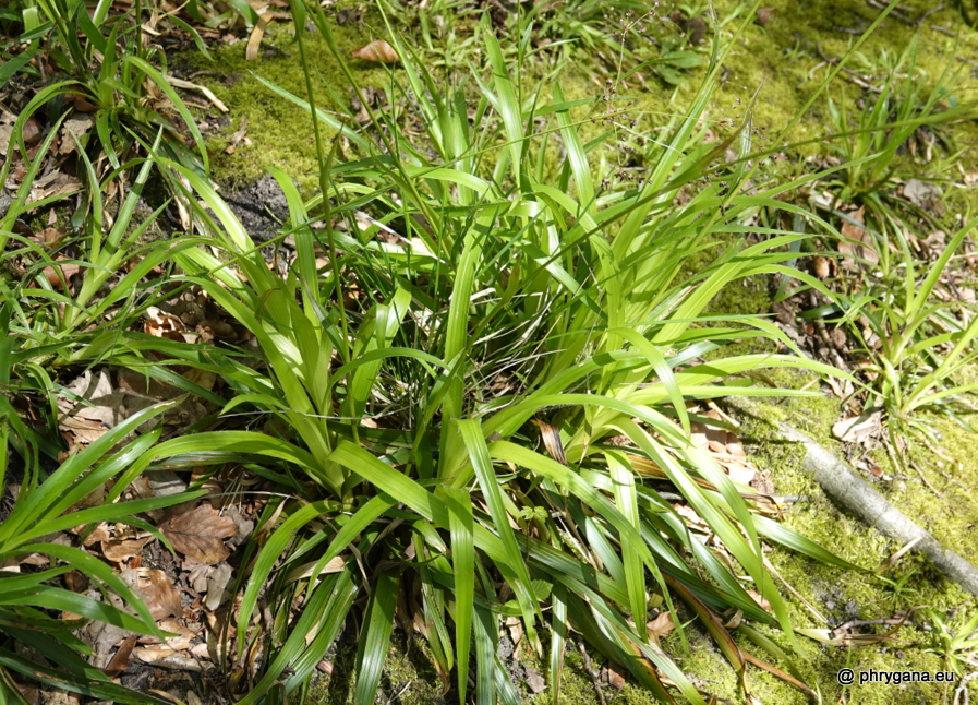 Luzula sylvatica (Huds.) Gaudin, 1811 subsp. <em>sylvatica</em>   