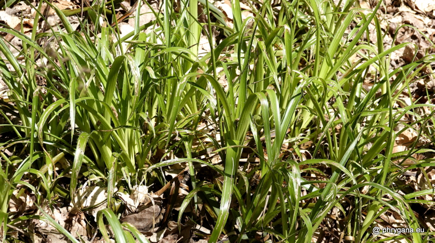 Luzula sylvatica (Huds.) Gaudin, 1811 subsp. <em>sylvatica</em>   