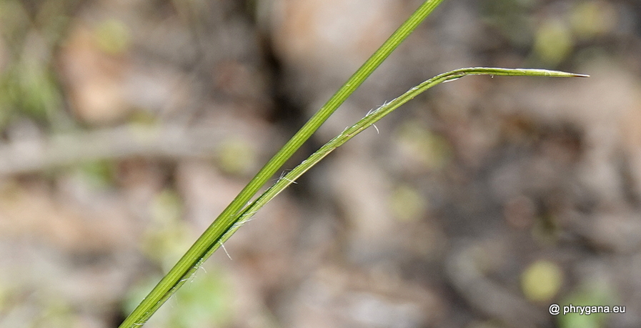 Luzula sylvatica (Huds.) Gaudin, 1811 
subsp. <em>sylvatica</em>   