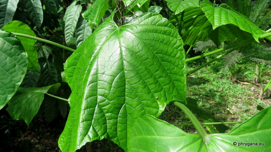 Clerodendrum buchananii  (Roxb.) Walp., 1845   