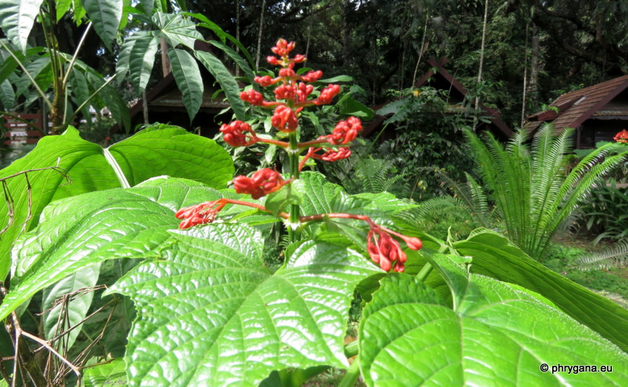 Clerodendrum buchananii  (Roxb.) Walp., 1845   