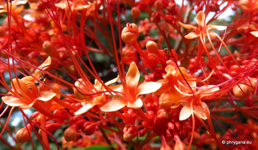 Clerodendrum buchananii  (Roxb.) Walp., 1845  