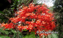 Clerodendrum buchananii (Roxb.) Walp., 1845