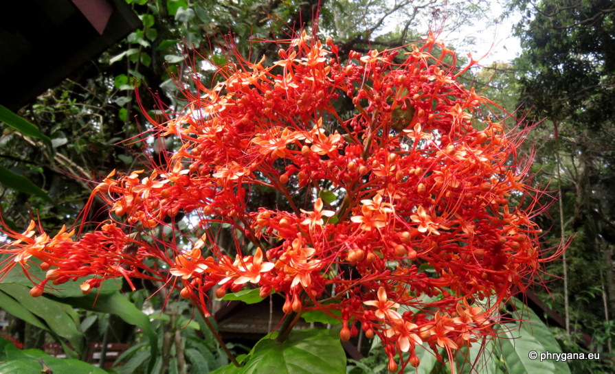 Clerodendrum buchananii  (Roxb.) Walp., 1845   