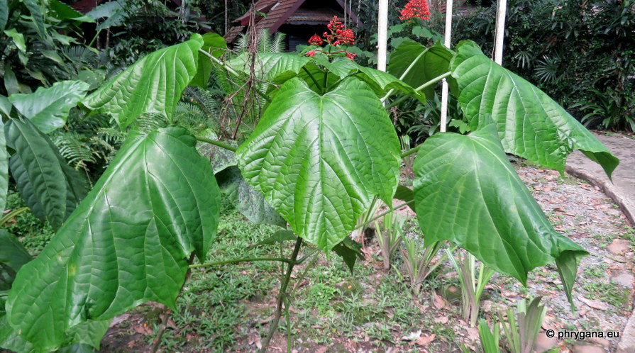 Clerodendrum buchananii  (Roxb.) Walp., 1845   