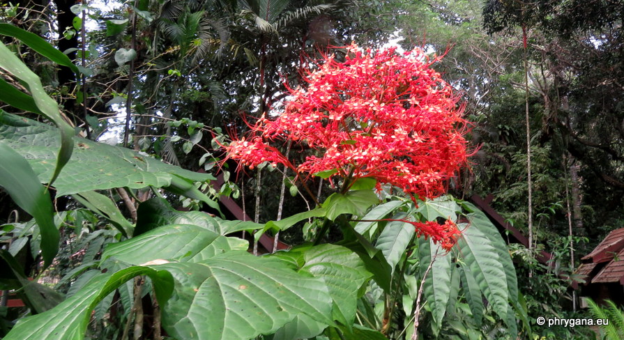 Clerodendrum buchananii  (Roxb.) Walp., 1845   