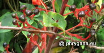 Clerodendrum buchananii (Roxb.) Walp., 1845