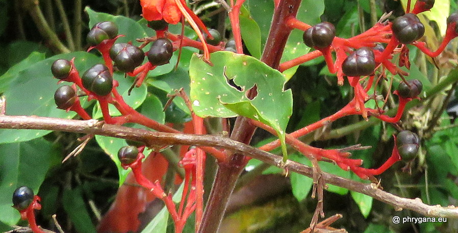 Clerodendrum buchananii  (Roxb.) Walp., 1845   