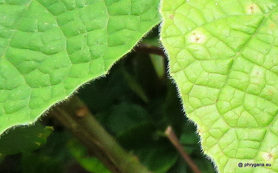 Clerodendrum buchananii  (Roxb.) Walp., 1845 
  