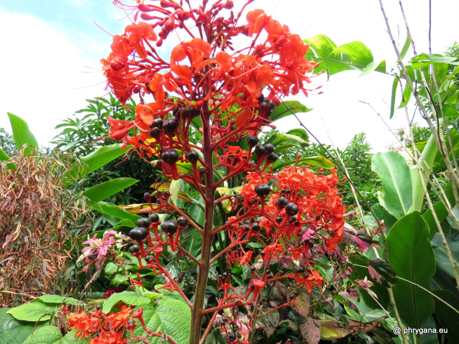 Clerodendrum buchananii  (Roxb.) Walp., 1845   