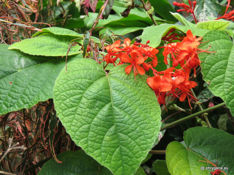 Clerodendrum buchananii  (Roxb.) Walp., 1845 
  