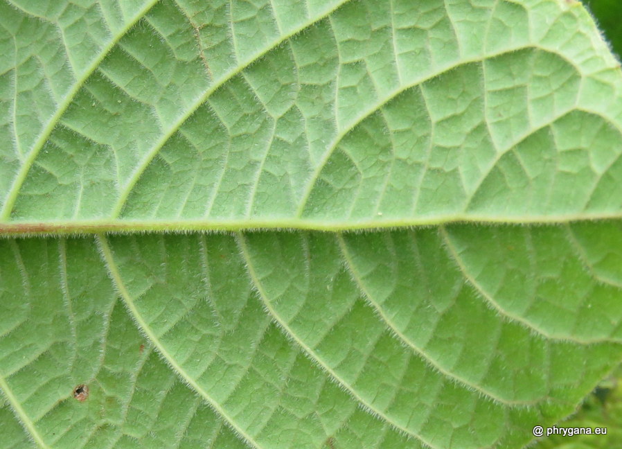 Clerodendrum buchananii  (Roxb.) Walp., 1845 
  