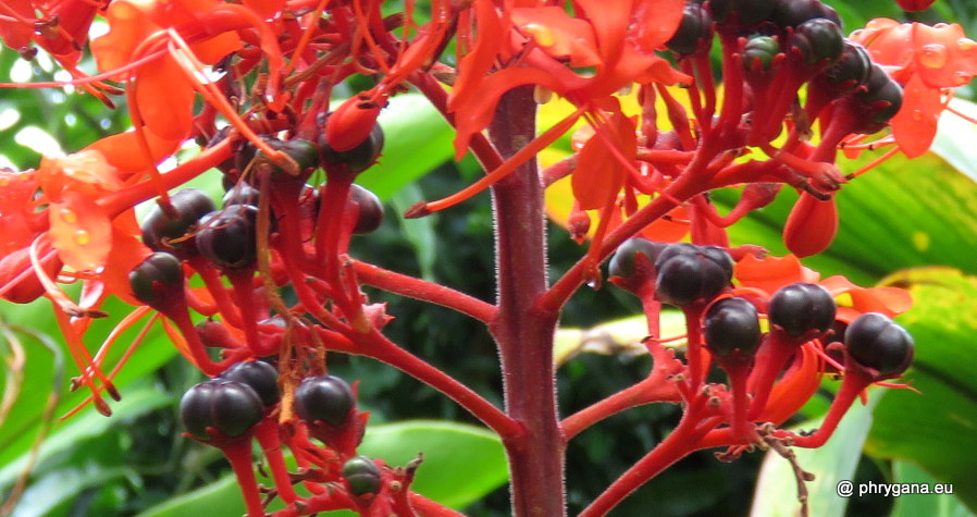 Clerodendrum buchananii  (Roxb.) Walp., 1845 
  